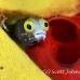 blenny_spinyhead_pat_jar_h_0047_cub2400_crop.jpg
